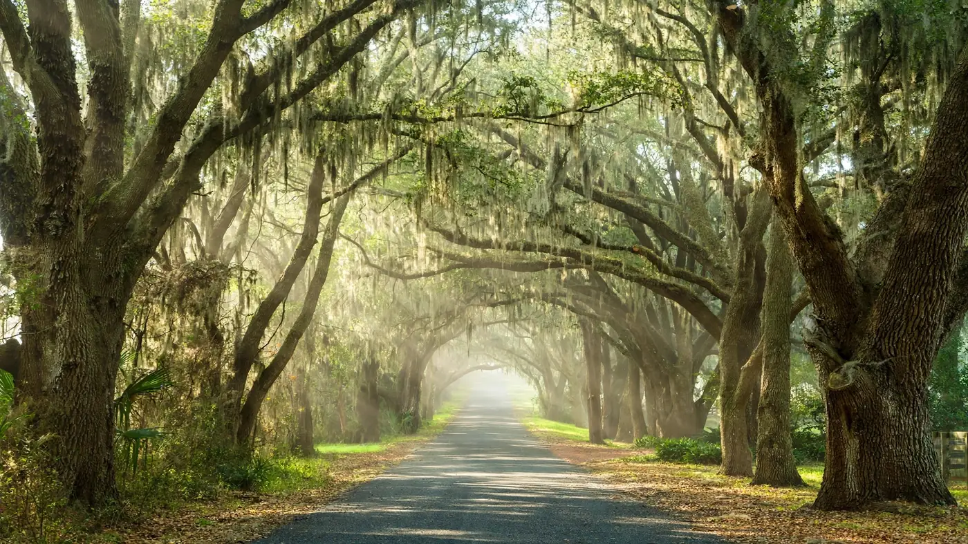Water damage restoration in Malone, FL: a country road lined with live oaks draped in Spanish moss